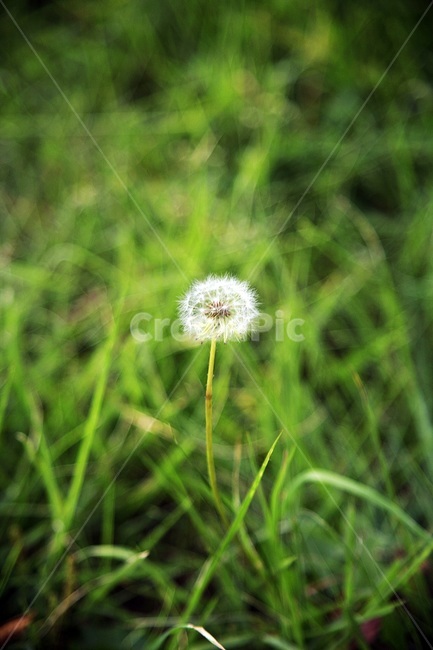 민들레,여름,들꽃,풀,민들레홀씨,식물,자연,plants,nature,꽃,flower