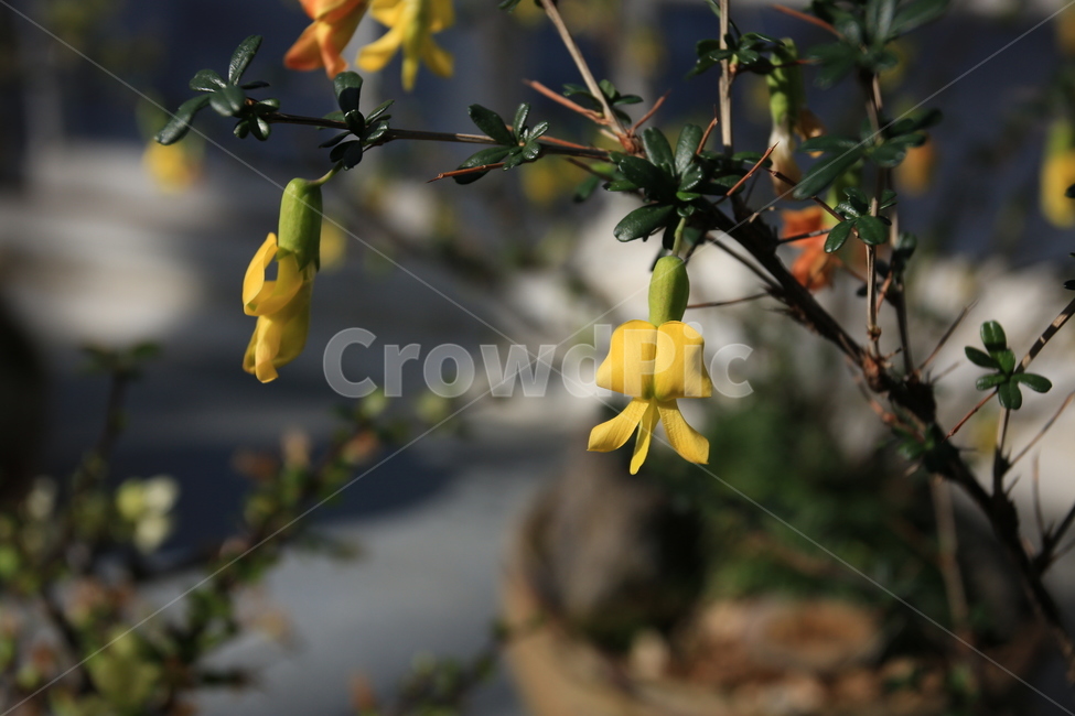 영춘화,꽃,노랑꽃,식물,봄,봄,계절,spring,season,식물,자연,plants,nature,꽃,flower,plant