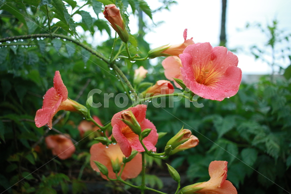 우중출사,장마,능소화,금등화,비방울,식물,자연,plants,nature,꽃,flower,비,비오는날,rain,rainy