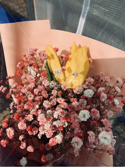 꽃,튤립,안개꽃,사물,졸업식,꽃,flower,기념일,축하,anniversary,congratulation,celebrate,celebration