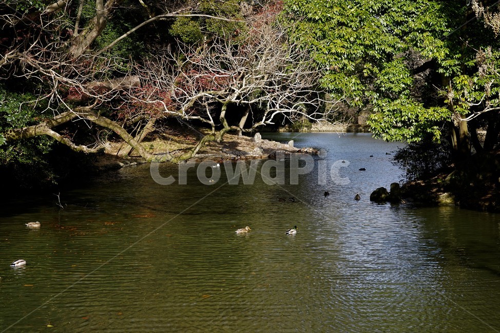 숲,자연,나무,물,연못,오리,자연,풍경,nature,landscape,water,outdoors,옥외,animal,동물,bird,새