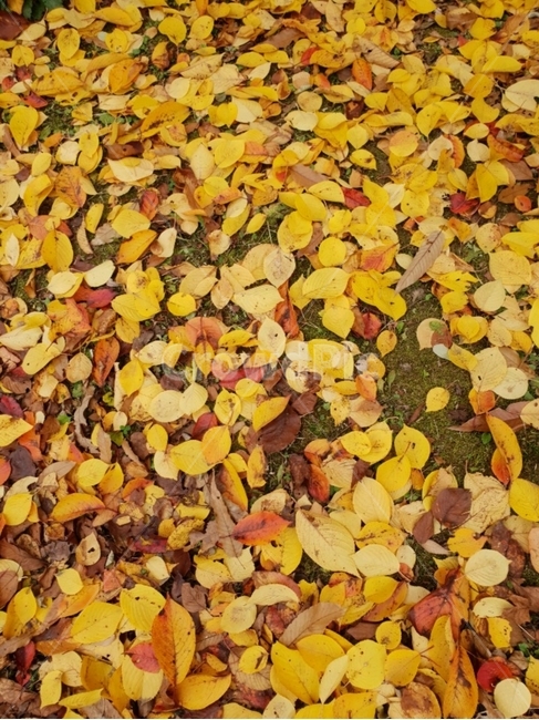 가을,가을풍,풍경,낙엽,나무,tree,view,autumn,fallenleaves,가을,계절,fall,autumn,season,ground,바닥