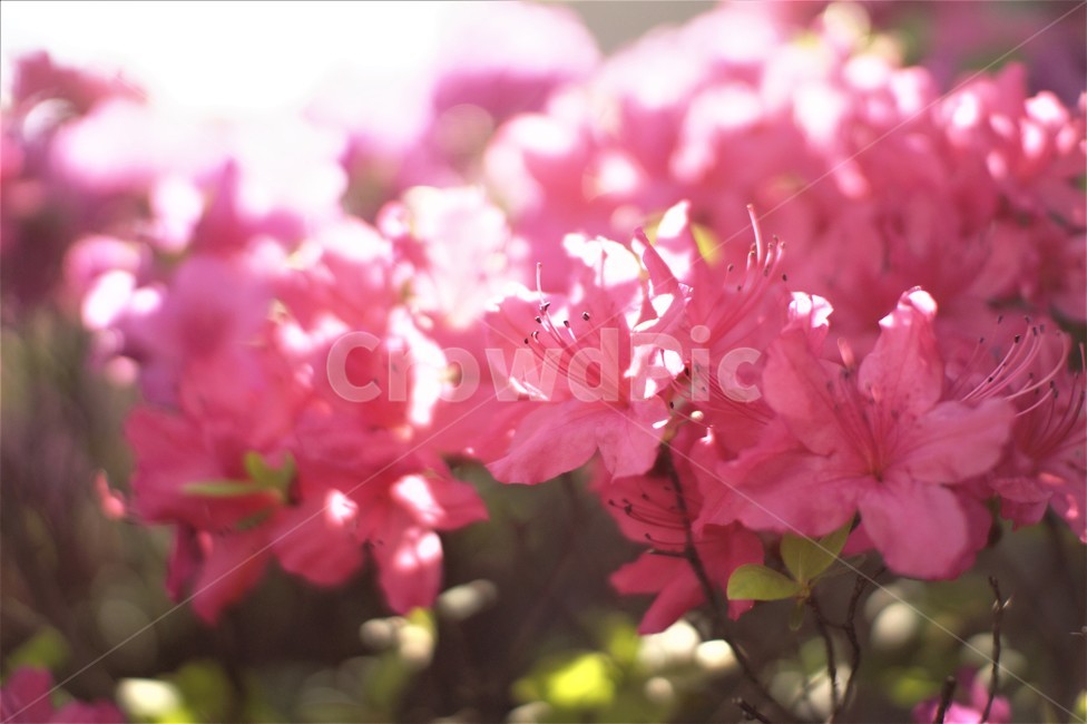 꽃,자연,분홍,접사,연두색,식물,자연,plants,nature,꽃,flower