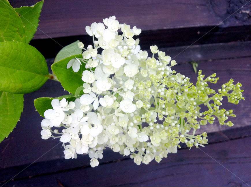 꽃,잎사귀,나무,꽃나무,leaf,flower,정원,garden,white,식물,자연,plants,nature,꽃,flower