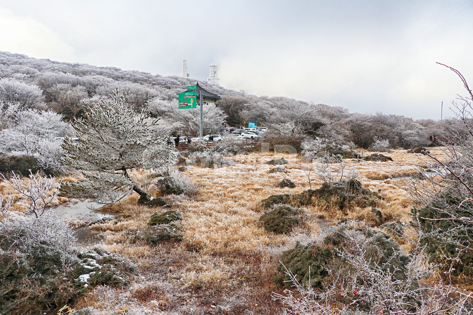 제주도,한라산,1100고지,한라산1100고지,설경,눈꽃,눈,겨울,snow,옥외,자연