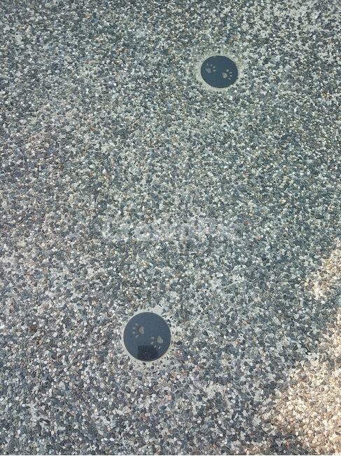 고양이,발자국,이쁜도로,발도장,길바닥