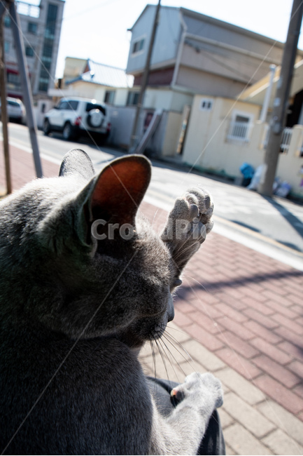 고양이,러블,러시안블루,cat,동물,햇살,길고양이,길냥,동물,animal,포유류,mammal,고양이,cat,kitten,kitty