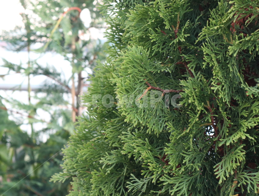 plant,식물,tree,나무,구과식물,conifer,초록,자연,숲,클로즈업,식물,자연,plants,nature,나무,trees,wood