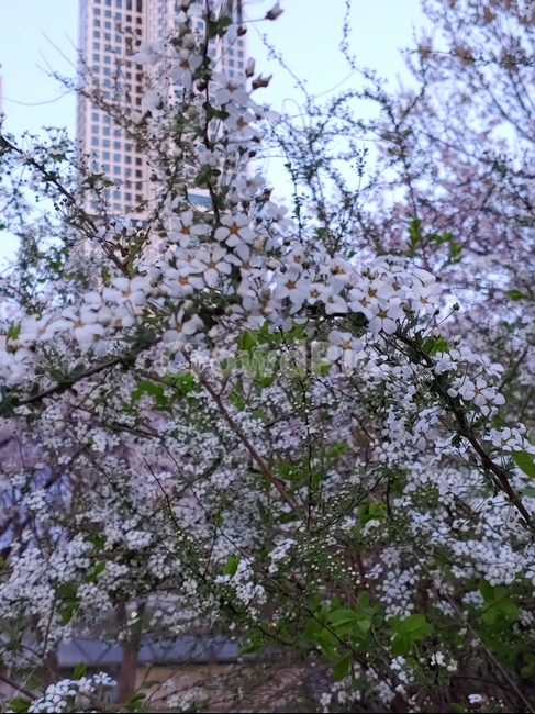 풍경,길,거리,저녁,벚꽃,꽃길