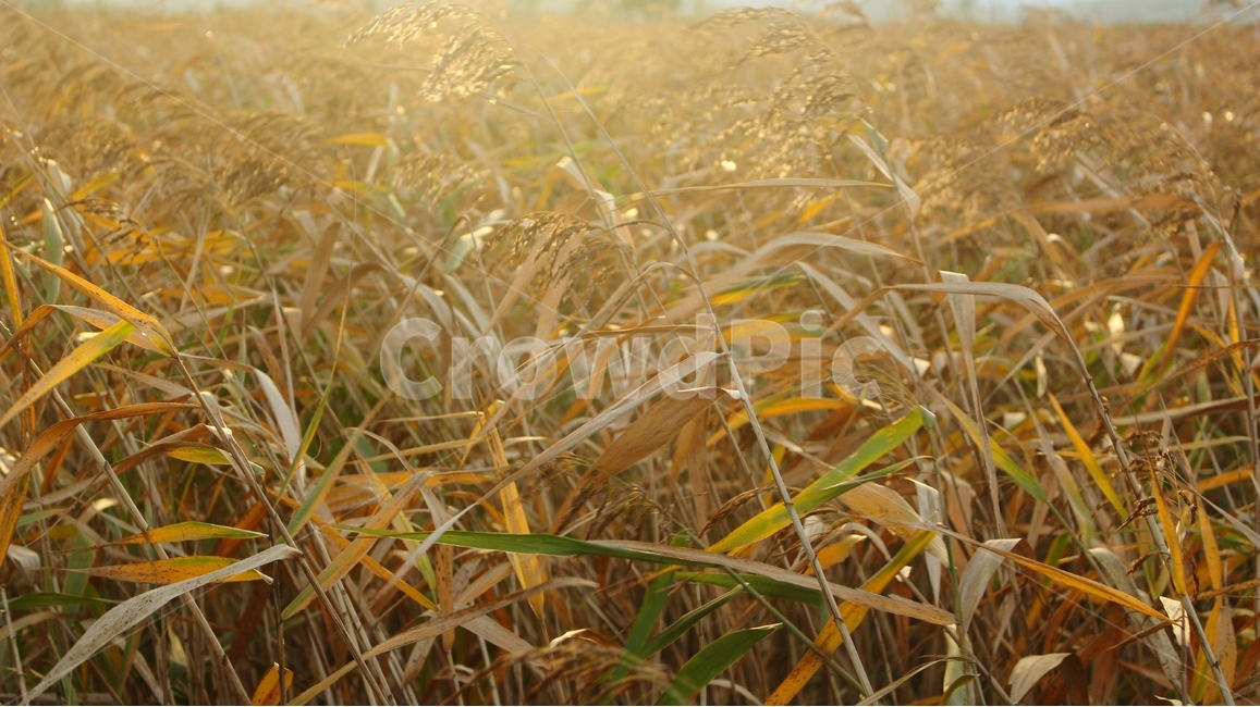 억새,할레이션,빛,일몰,풀,가을,계절,fall,autumn,season,plant,식물,grass,잔디