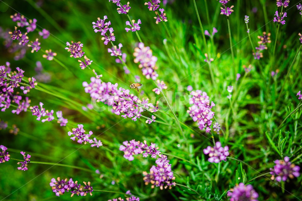 라벤더,라벤더밭,꽃,보라색,꽃밭,봄,계절,spring,season,식물,자연,plants,nature,꽃,flower,plant