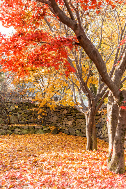 낙엽,가을,감성,단풍,돌담,가을,계절,fall,autumn,season,식물,자연,plants,nature,나무,trees,wood,tree,plant,tree trunk,나무 줄기