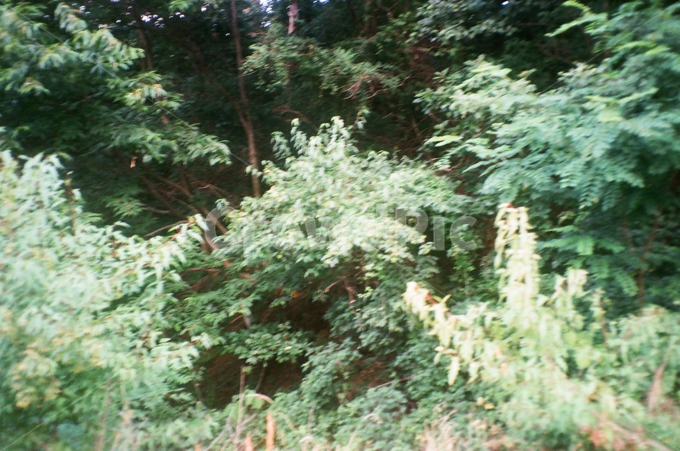자연,시골,여름,식물,청정,나무,햇살,초록,green,nature,plants,countryside,trees,자연,풍경,nature,landscape,plant,tree