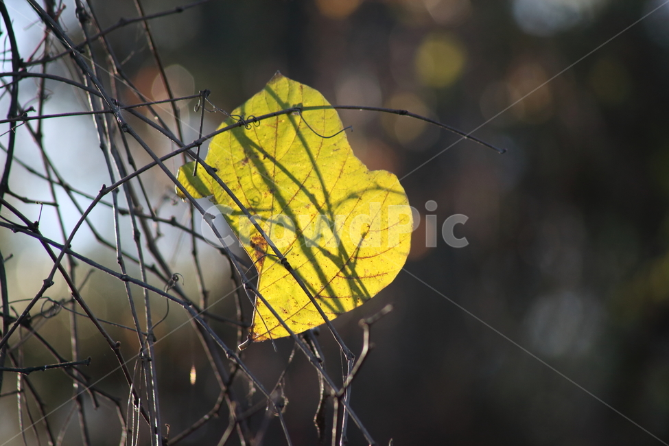 단풍,잎,식물,가을,redleaves,가을,계절,fall,autumn,season,식물,자연,plants,nature,plant,leaf,veins,정맥