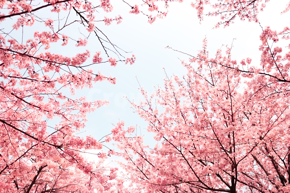 꽃,식물,봄,벚꽃,cherryblossom,blossom,flower,plant,식물,자연,plants,nature,꽃,flower