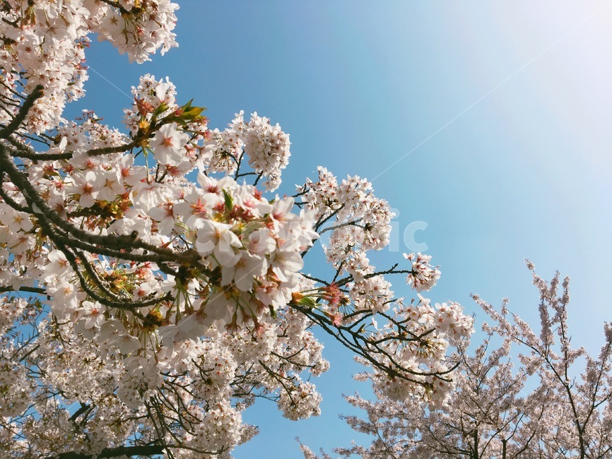 벚꽃,cherryblossom,꽃,flower,봄,spring