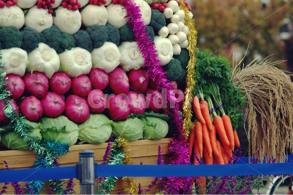 채소,야채,리어카,vegetable,당근,carrot,양배추,cabbage,음식,식재료,요리,food,cook,meal,dishes,food reserves,채소,야채,vegetables