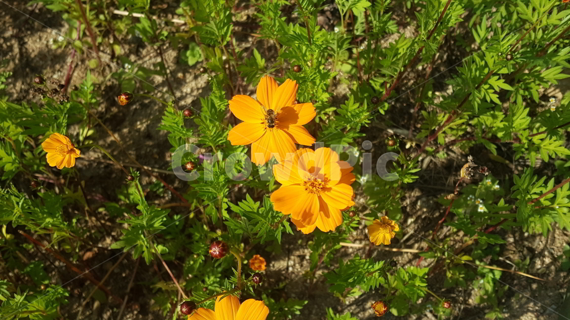 들판,꽃,꿀벌,노란코스모스,자연,식물,자연,plants,nature,꽃,flower