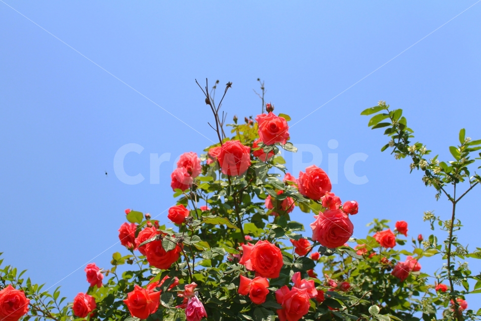 장미,빨간장미,색감,봄,로즈,하늘,풍경사진,감성사진,ROSE,FLOWER,꽃,식물,자연,plants,nature,꽃,flower