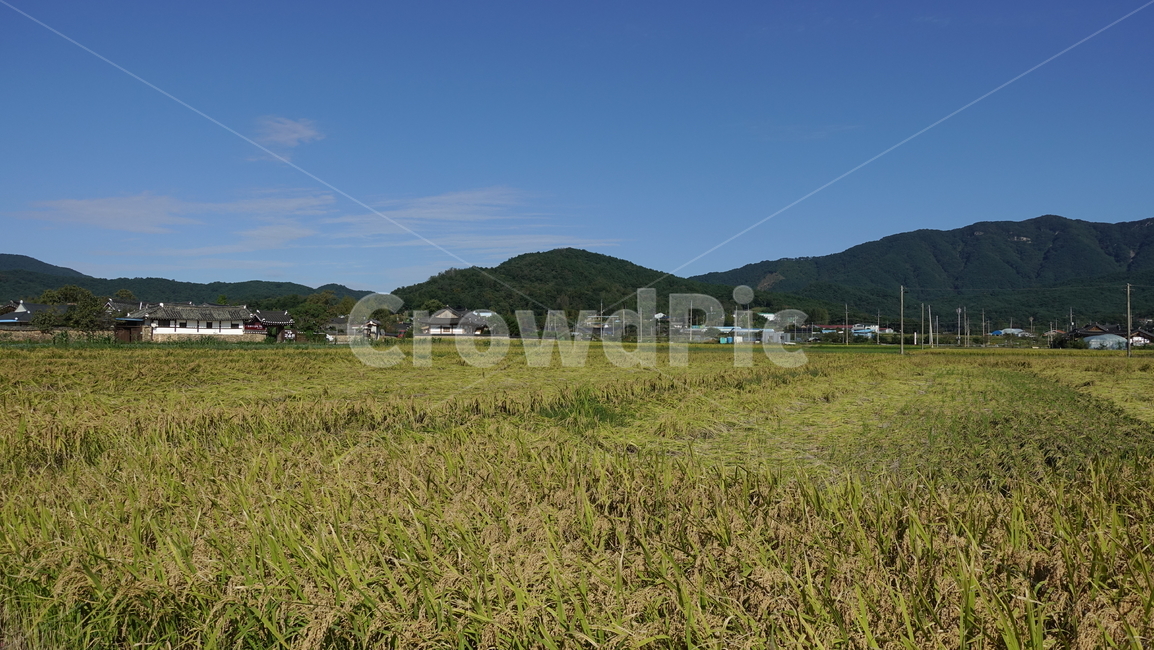 가을,논,paddyfield,blue,rice,추수,autumn,yellow,산맥,산,농업,농사,agriculture,farming,farming industry