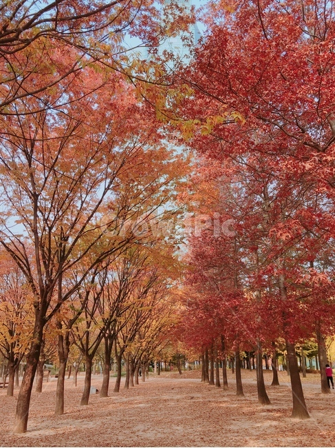 나무,tree,식물,plant,단풍,maple,산책,산책길,공원,가을,가을아침,주말