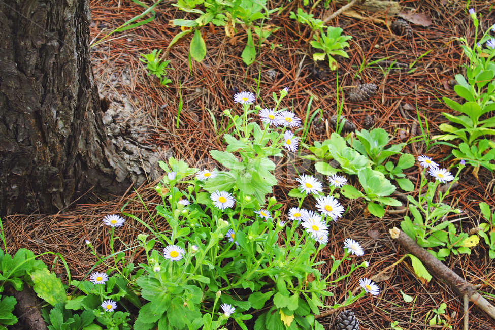 plant,식물,flower,blossom,꽃,망촛대,계란꽃