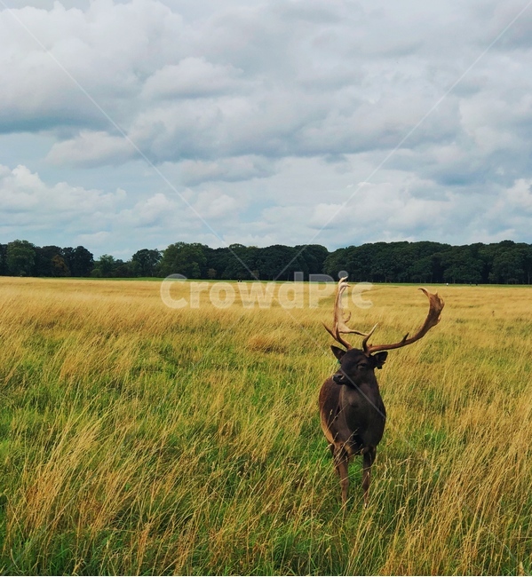 사슴,잔디,동물,야생,들판,자연,시골,공원,deer,animal,grass,filed,wild,nature,park