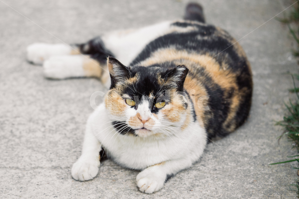고양이,캣,냥냥이,길고양이,길냥이,cat,산냥이,삼색이,동물,animal,포유류,mammal,고양이,cat,kitten,kitty