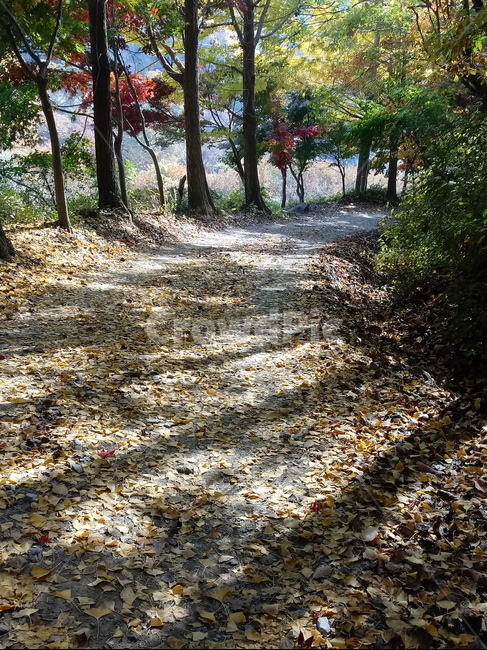 단풍,낙엽,바위,나무,물,자연,옥외,outdoors,road,water,nature,leaf,등산로,산책로,길,가을,풍경,가을,계절,fall,autumn,season,ground,바닥,tree,plant,식물,tree trunk,나무 줄기