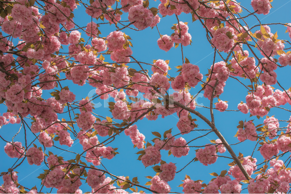벚꽃,겹벚꽃,하늘,하늘벚꽃,꽃,봄꽃,봄,계절,spring,season,식물,자연,plants,nature,꽃,flower,plant,blossom