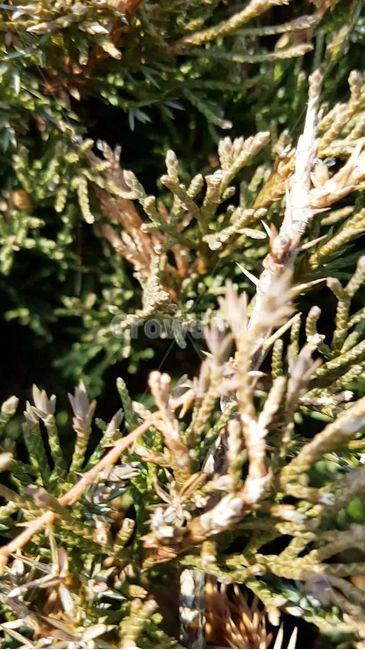 식물,향나무,향나무잎,향나무가지,나무잎,plant,tree,나무,잎,식물,자연,plants,nature,나무,trees,wood