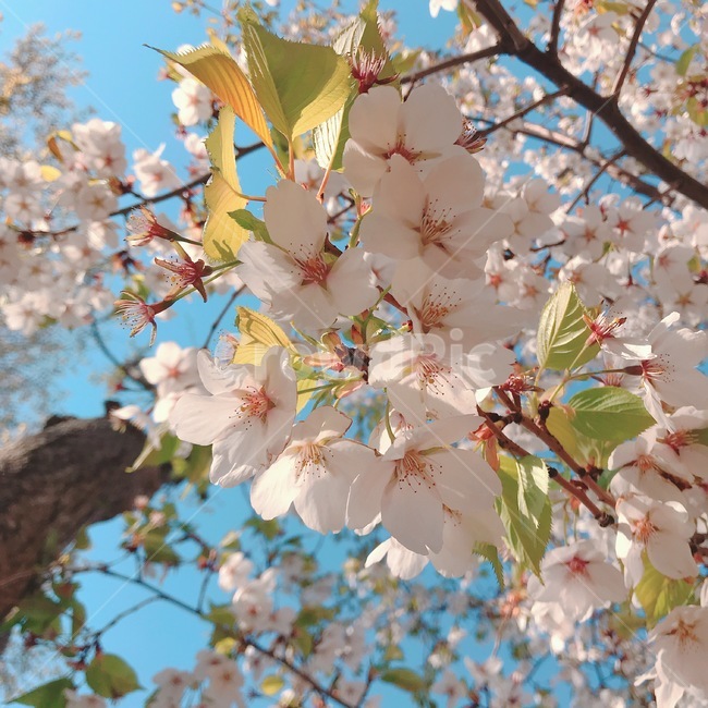 봄,벚꽃,꽃,나무,풍경,자연,꽃구경,벚꽃놀이
