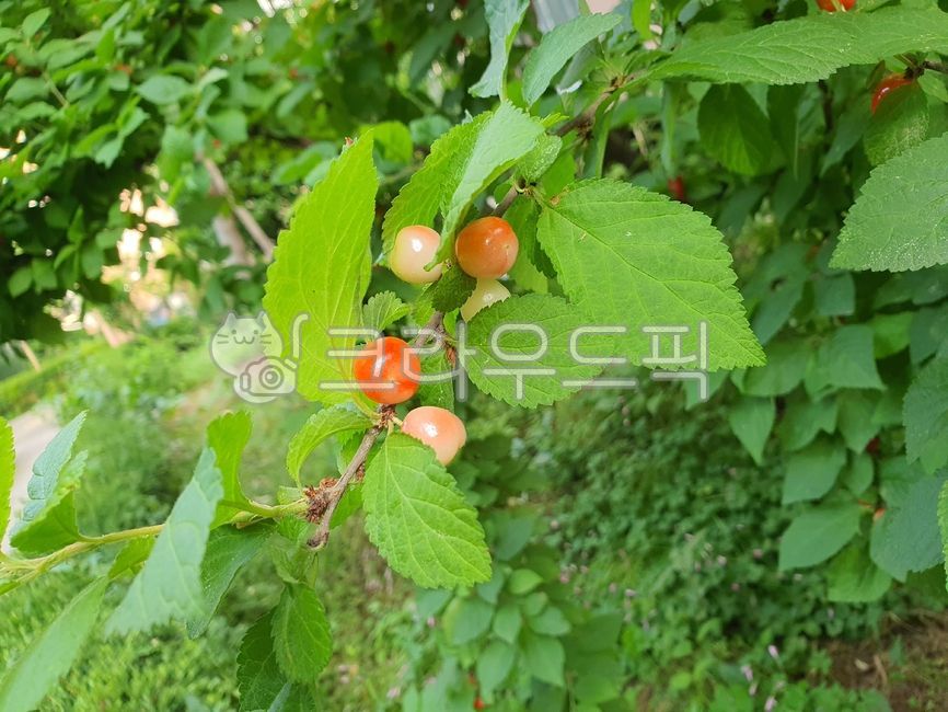 앵두,앵두나무,앵두나무열매,과일,음식,cherry,fruit,food