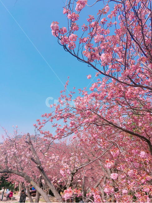 벚꽃,겹벚꽃,꼴,피크닉,민주공원
