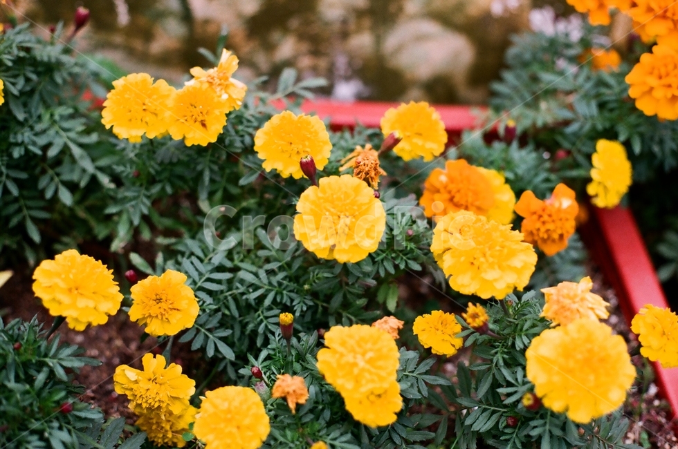꽃,식물,들꽃,plant,야생화,식물,자연,plants,nature,꽃,flower