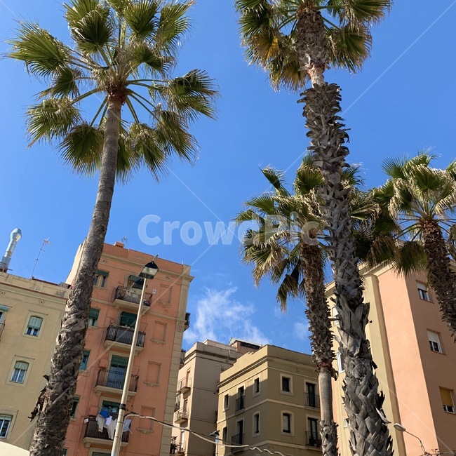 야자수,tree,나무,plant,식물,palmtree,여름,summer