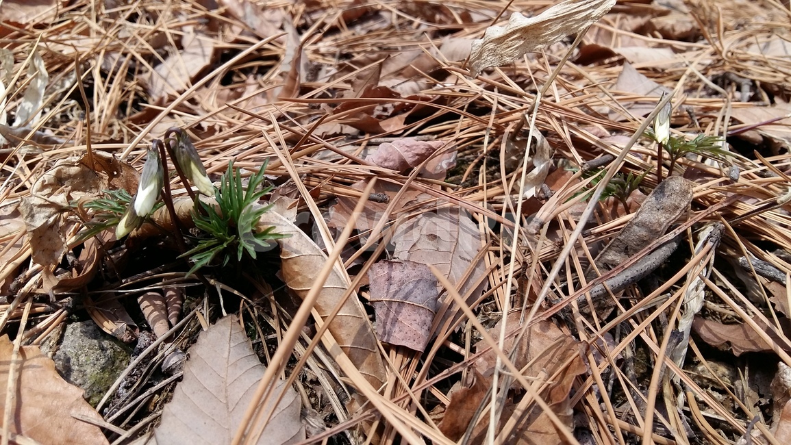 남산제비꽃,제비꽃,남산,꽃,봄꽃,식물,자연,plants,nature,꽃,flower