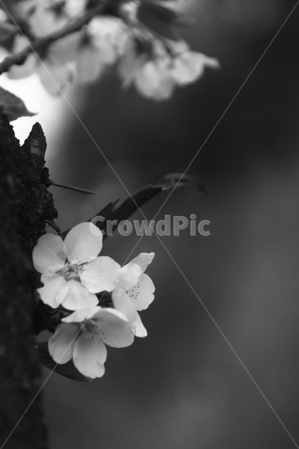 감성,감성흑백,나무,벚꽃,생명력,봄,꽃,식물,자연,plants,nature,꽃,flower,흑백,모노톤,monochrome,black and white