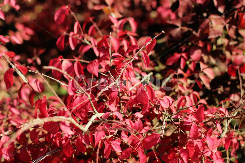 단풍,레드,감성사진,가을,자연,식물,자연,plants,nature