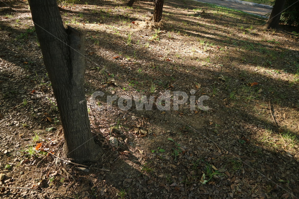 자연,나무,감성,고독,외로움,풍경,tree,alone,emotional,nature,자연,풍경,nature,landscape,ground,바닥,plant,식물,tree trunk,나무 줄기