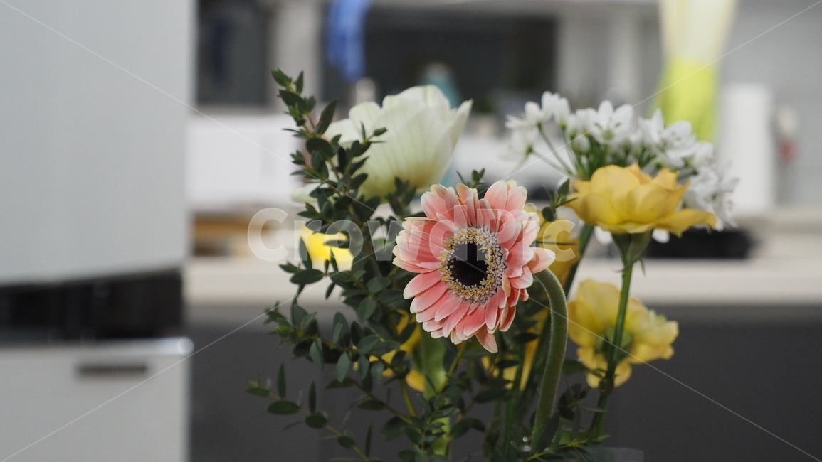 꽃,flower,blossom,식물,plant,식물,자연,plants,nature,꽃,flower