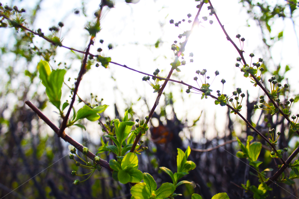 꽃,가지,초록,해,햇빛,식물,자연,plants,nature