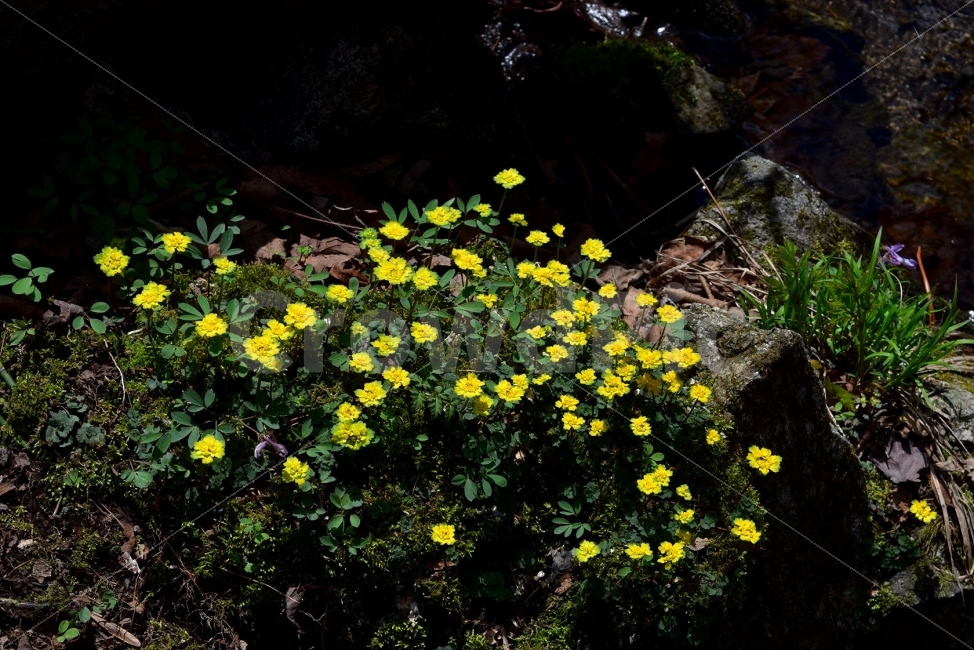 금괭이눈,봄,야생화,꽃,청태산,강원도,봄꽃,고산야생화,감성,wildflower,산꽃,봄야생화,계곡,이끼,꽃말,골짜기의황금,변하기쉬운마음,식물,자연,식생,생태,범의귀과,괭이눈속,식물,자연,plants,nature,꽃,flower