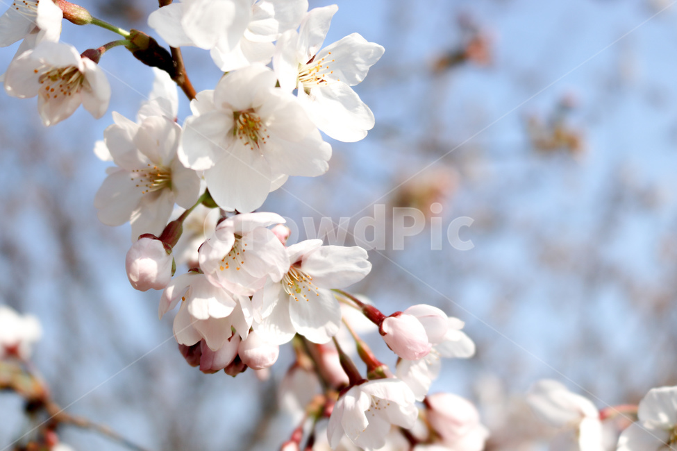 벚꽃,벚나무,사쿠라,하얀색,꽃,봄,계절,spring,season,식물,자연,plants,nature,꽃,flower,plant,blossom