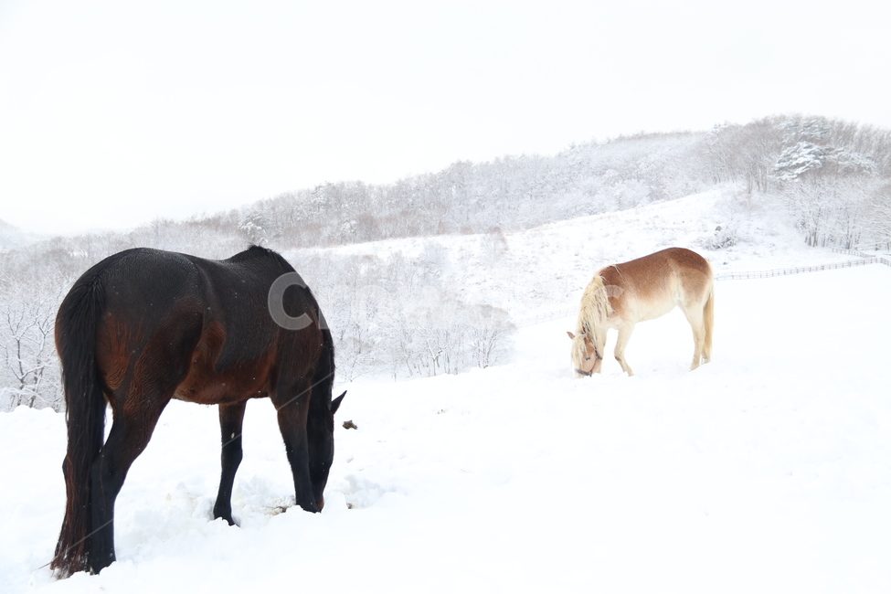 눈,겨울,자연,winter,말,snow,목장,강원도,산,들판,쓸쓸,황량,고요,겨울,계절,winter,season,동물,animal,포유류,mammal