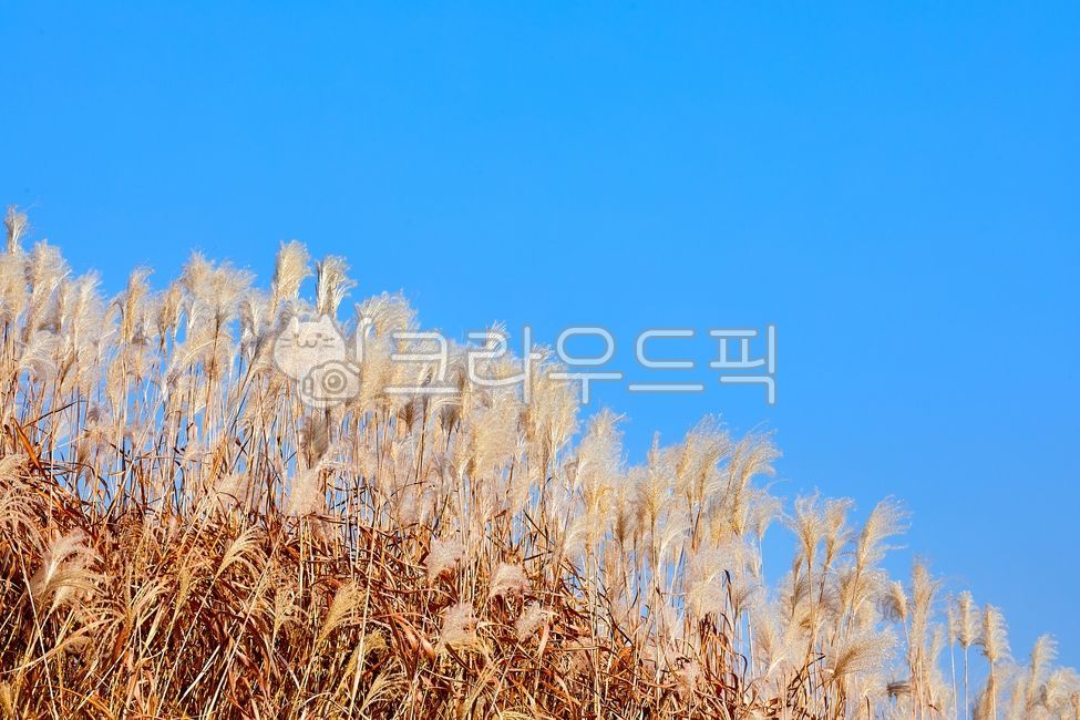억새밭,억새,억새꽃,가을,파란하늘,푸른하늘,하늘,계절,자연,풍경,식물,하늘공원,상암하늘공원,10월,11월,공원,야외,silvergrass,autumn,bluesky,sky,season,nature,landscape,plant,skypark,sangamskypark,october,november,park,outdoor,가을,계절,fall,autumn,season