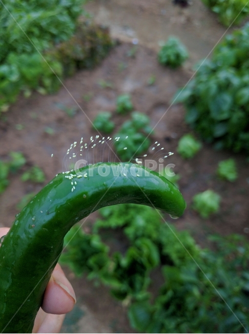 우담바라,기적,식물,신비,특별한꽃,고추,음식,식재료,요리,food,cook,meal,dishes,food reserves,채소,야채,vegetables