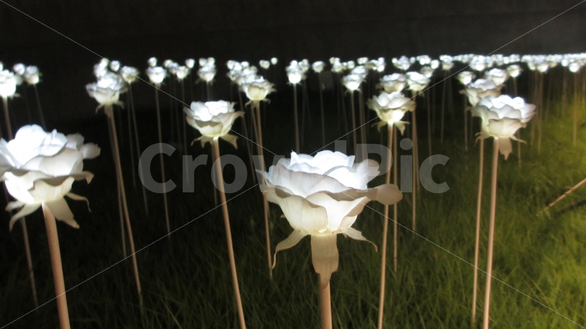 장미,꽃,LED장미,밤,공원,새벽,어둠,조명,빛,꽃밭,야경,밤,풍경,nightscape,night,landscape,sweets,과자,confectionery,food,음식