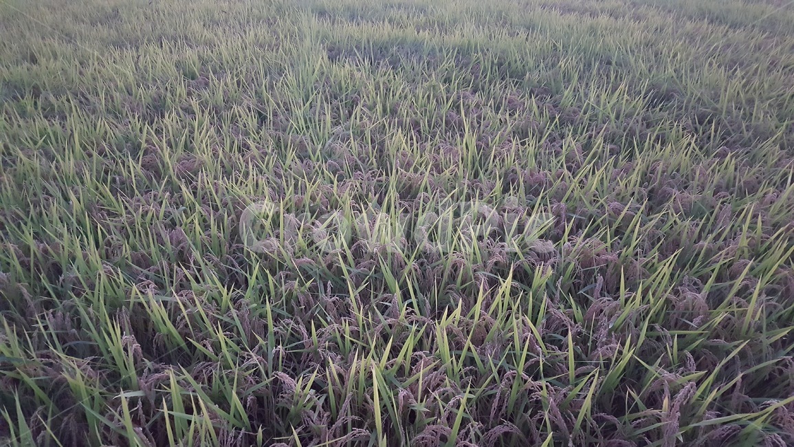 벼,쌀,농촌,시골,추수,가을,식물,자연,plants,nature