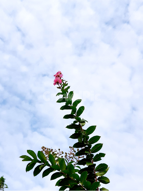 tree,나무,plant,식물,자연,공원,가을,기울어진,꽃,분홍꽃,식물,자연,plants,nature